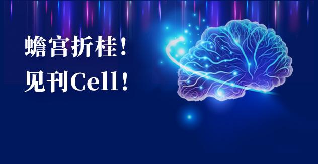 Cell项目文章 | 中国科学家解码人脑多区域时空发育奥秘！